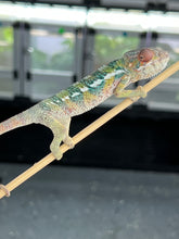 Load image into Gallery viewer, AMBILOBE male: Sam x Amie (Q1)