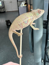 Load image into Gallery viewer, AMBILOBE Panther Chameleon: Sam x Georgia (P9)