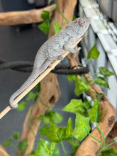 Load image into Gallery viewer, AMBANJA Panther Chameleon: Blue Inferno x Tango (E9)