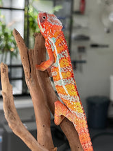 Load image into Gallery viewer, AMBILOBE male: Dax x “Whiskey Girl” (J9)