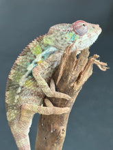 Load image into Gallery viewer, AMBILOBE Panther Chameleon: Starburst x Shirin (R3)