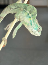 Load image into Gallery viewer, AMBILOBE Panther Chameleon: Starburst x Shirin (P1)