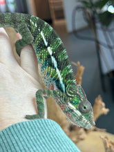 Load image into Gallery viewer, AMBILOBE Panther Chameleon: Frank x Sandy (C5)