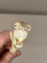 Load image into Gallery viewer, AMBANJA FEMALE Panther Chameleon: đș (R1)