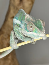 Load image into Gallery viewer, Sambava Male: Marley x Mabel (E3)