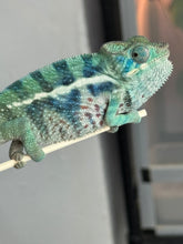 Load image into Gallery viewer, AMBANJA/NOSY FALY male (R8)