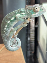 Load image into Gallery viewer, AMBANJA Panther Chameleon: Dubois x Ellie (S4)