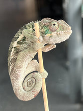 Load image into Gallery viewer, Ambilobe male: Flash x Lucia (I4)