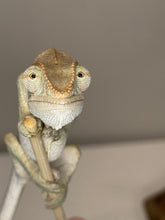 Load image into Gallery viewer, AMBANJA FEMALE Panther Chameleon: đș (R5)
