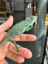 Load image into Gallery viewer, ANKILOBE Panther Chameleon: Ankify x Ambilobe (S7)