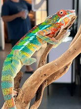Load image into Gallery viewer, Ambilobe male: WC Hawkeye x Nugget (J1)