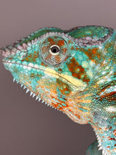 Load image into Gallery viewer, AMBANJA Panther Chameleon: (J5)