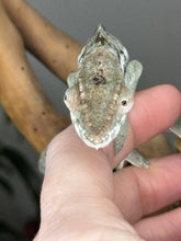 Load image into Gallery viewer, AMBILOBE FEMALE Panther Chameleon: Rogue x Phoenix (S5)