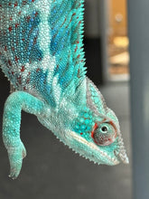 Load image into Gallery viewer, AMBANJA Panther Chameleon: (E21)