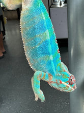 Load image into Gallery viewer, AMBILOBE Panther Chameleon male: (J1)