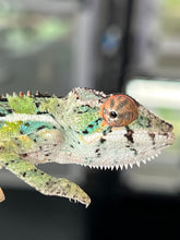 Load image into Gallery viewer, Ambilobe male: Sam x Georgia (R3)