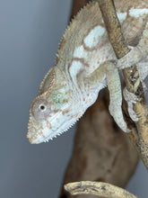 Load image into Gallery viewer, AMBILOBE FEMALE Panther Chameleon: šŗ (S3)