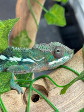 Load image into Gallery viewer, AMBILOBE Panther Chameleon: Frank x Sandy (J9)