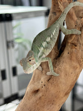 Load image into Gallery viewer, ANKILOBE Panther Chameleon: Ankify x Ambilobe (R10)
