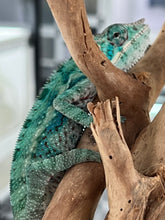 Load image into Gallery viewer, AMBANJA/NOSY FALY male (E15)