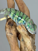 Load image into Gallery viewer, Ambilobe Male Panther Chameleon: Flash x Opal (E18)