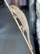 Load image into Gallery viewer, AMBILOBE Panther Chameleon: Magnus x Skittles (R2)