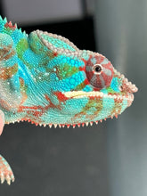 Load image into Gallery viewer, AMBILOBE Panther Chameleon male: (J1)