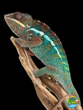 Load image into Gallery viewer, Ambilobe Panther Chameleon Riot/JJ/Bolt
