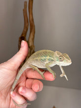 Load image into Gallery viewer, AMBILOBE Panther Chameleon male:(E15)