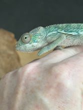 Load image into Gallery viewer, AMBILOBE Panther Chameleon: Frank x Sandy (Q7)