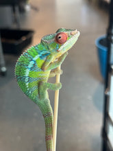 Load image into Gallery viewer, AMBILOBE Panther Chameleon: Jimmy Walker x Dianne (S19)