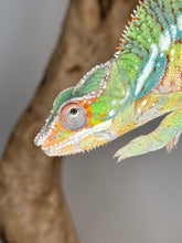 Load image into Gallery viewer, AMBILOBE Panther Chameleon male:(J2)