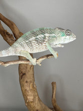 Load image into Gallery viewer, AMBILOBE Panther Chameleon: (E13)