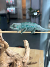 Load image into Gallery viewer, AMBILOBE Panther Chameleon: Frank x Sandy (Q8)