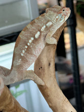 Load image into Gallery viewer, AMBANJA FEMALE Panther Chameleon x WC (S12)