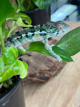 Load image into Gallery viewer, Ambilobe male: Flash x Rocky (R8)