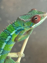 Load image into Gallery viewer, AMBILOBE Panther Chameleon: Jimmy Walker x Dianne (S19)