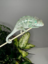 Load image into Gallery viewer, ANKILOBE Panther Chameleon: Ankify x Ambilobe (Q7)