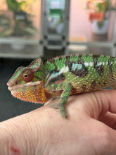 Load image into Gallery viewer, SAMBAVA Panther Chameleon: Marley x Mabel (J1)