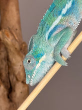 Load image into Gallery viewer, AMBANJA Panther Chameleon: (E9)