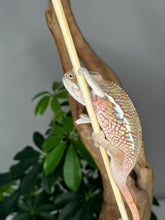 Load image into Gallery viewer, Ambilobe Male (R9)