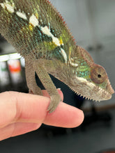 Load image into Gallery viewer, AMBILOBE Panther Chameleon: Frank x Sandy (J3)