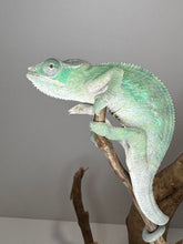 Load image into Gallery viewer, AMBILOBE Panther Chameleon: (E4)
