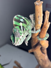 Load image into Gallery viewer, Sambava Male: Marley x Mabel (S5)