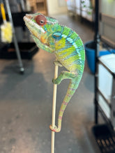 Load image into Gallery viewer, AMBILOBE Panther Chameleon: Jimmy Walker x Dianne (S19)