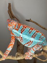 Load image into Gallery viewer, AMBILOBE Panther Chameleon: (K1)
