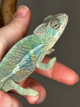 Load image into Gallery viewer, AMBILOBE Male Panther Chameleon: (E32)