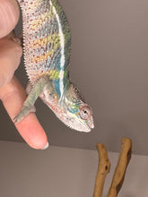 Load image into Gallery viewer, AMBILOBE Panther Chameleon: (E22)