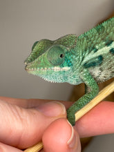 Load image into Gallery viewer, AMBANJA Panther Chameleon: (E7)