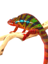 Load image into Gallery viewer, AMBILOBE male: Sam x Amie (Q7)